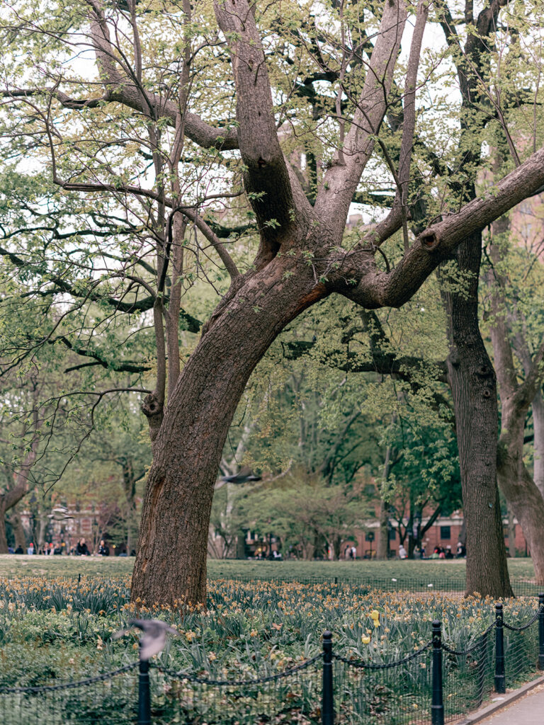 New York City park.